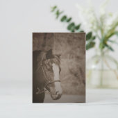 Gazing Mare Briefkaart (Staand voorkant)