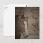 Gazing Mare Briefkaart (Voorkant / Achterkant)