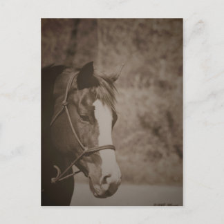Gazing Mare Briefkaart