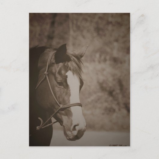 Gazing Mare Briefkaart (Voorkant)