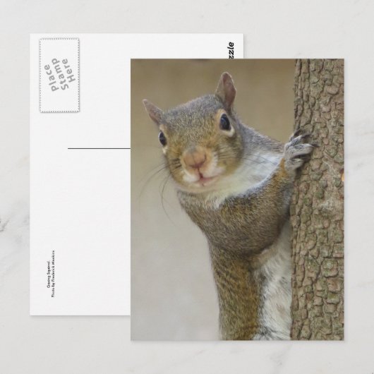 Gazing Squirrel Briefkaart (Voorkant / Achterkant)