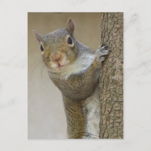 Gazing Squirrel Briefkaart