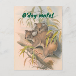 G'day Mate Australische Groet met Koala's Briefkaart