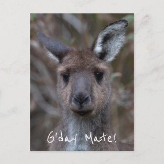 G'Day Mate Kangaroo Australië Briefkaart