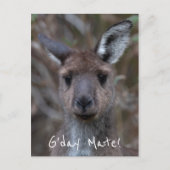 G'Day Mate Kangaroo Australië Briefkaart (Voorkant)