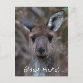 G'Day Mate Kangaroo Australië Briefkaart