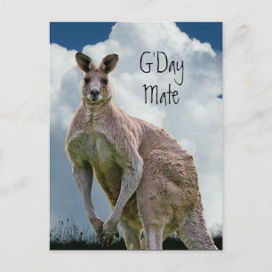 G'Day Mate Kangoeroe Briefkaart