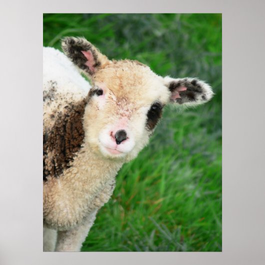 G'day! Poster (Voorkant)