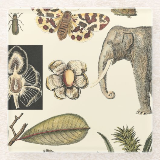 Geabsorbeerde dieren gekleurd op de achtergrond va glazen onderzetter (Voorkant)