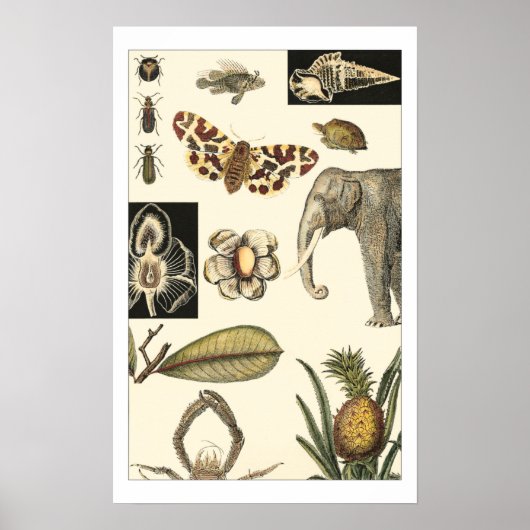 Geabsorbeerde dieren gekleurd op de achtergrond va poster (Voorkant)