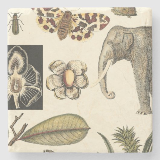 Geabsorbeerde dieren gekleurd op de achtergrond va stenen onderzetter (Voorkant)