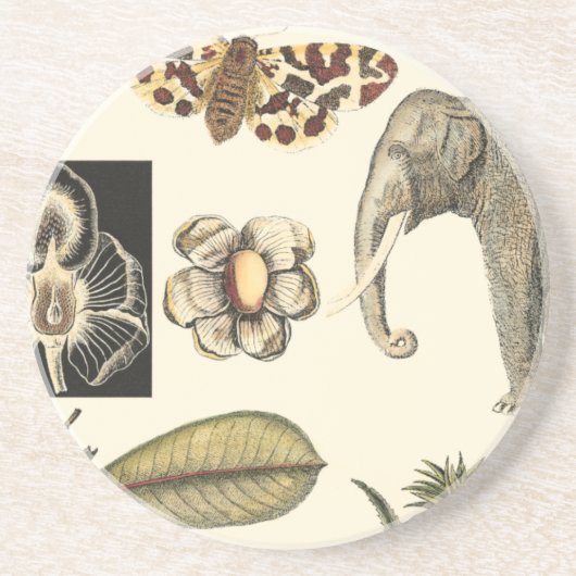 Geabsorbeerde dieren gekleurd op de achtergrond va zandsteen onderzetter (Voorkant)