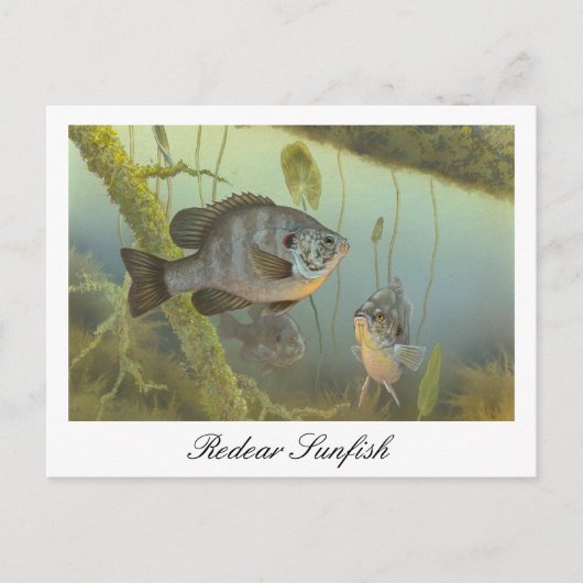 Geachte Sunfish schilderij Briefkaart (Voorkant)