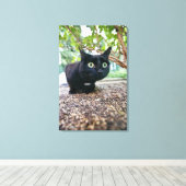 gealarmeerde kat verstopt onder struik. canvas afdruk (Insitu (Houten vloer))