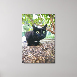 gealarmeerde kat verstopt onder struik. canvas afdruk