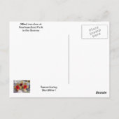 Geallieerde loopgraven in Newfoundland Park in de  Briefkaart (Achterkant)