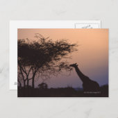 Geannuleerde Giraffe 2 Briefkaart (Voorkant / Achterkant)