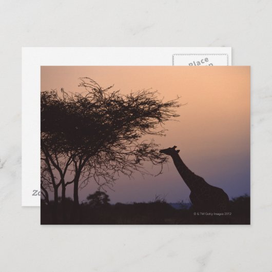 Geannuleerde Giraffe 2 Briefkaart (Voorkant / Achterkant)