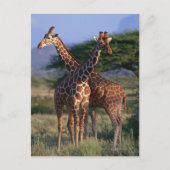 Geannuleerde Giraffe 2 Briefkaart (Voorkant)