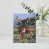 Geannuleerde Giraffe 2 Briefkaart (Staand voorkant)