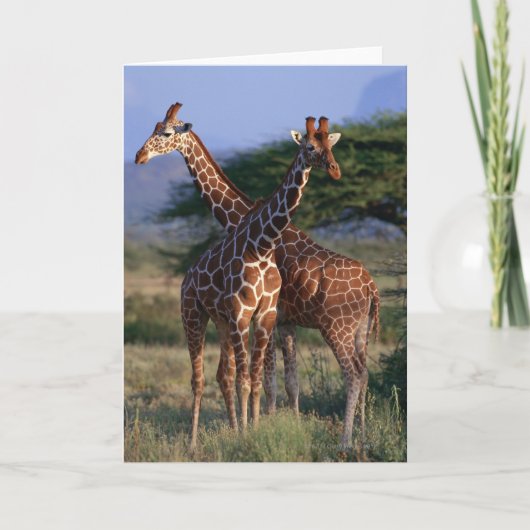 Geannuleerde Giraffe 2 Kaart (Voorkant)