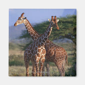 Geannuleerde Giraffe 2 Magneet (Voorkant)