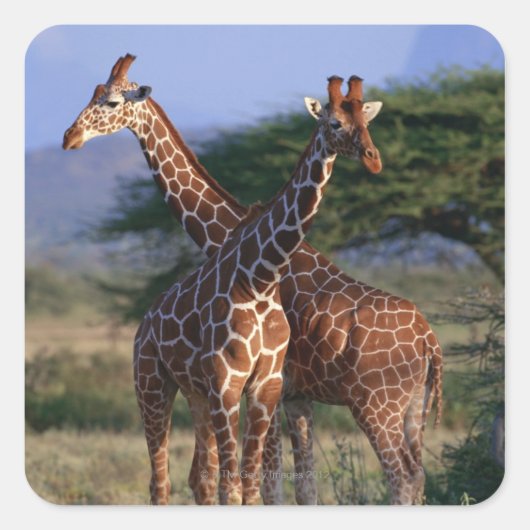 Geannuleerde Giraffe 2 Vierkante Sticker (Voorkant)