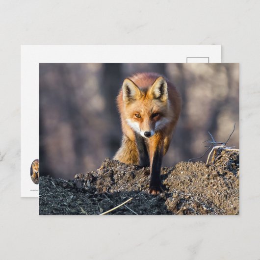 Geavanceerde Fox Briefkaart (Voorkant / Achterkant)