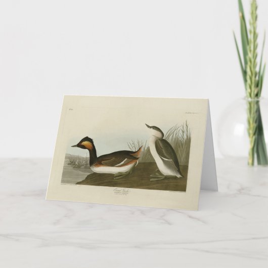 Gebaarde fuut (Zwarte nekfuut) - Audubon Kaart (Voorkant)