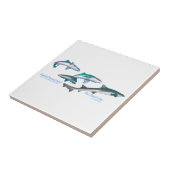 Gebandde hondhaaien tegeltje (Zijkant)