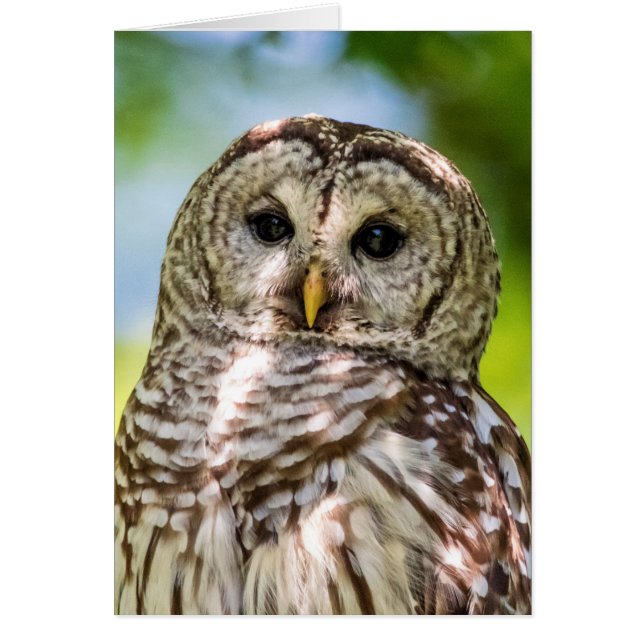 Gebarende Oe van de Hudsonvallei – Natuur & Wilde  (Voorkant)