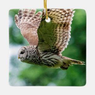 Gebarricadeerde Uil van de Hudsonvallei – Natuur & Keramisch Ornament