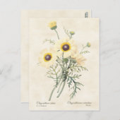 gebarsten draisy Chrysanthemum Briefkaart (Voorkant / Achterkant)