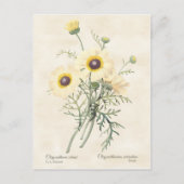 gebarsten draisy Chrysanthemum Briefkaart (Voorkant)