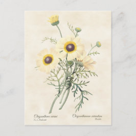 gebarsten draisy Chrysanthemum Briefkaart