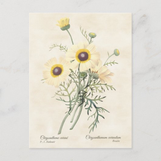 gebarsten draisy Chrysanthemum Briefkaart (Voorkant)