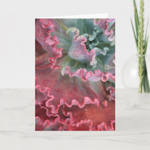 Gebarsten echeveria-kaart kaart
