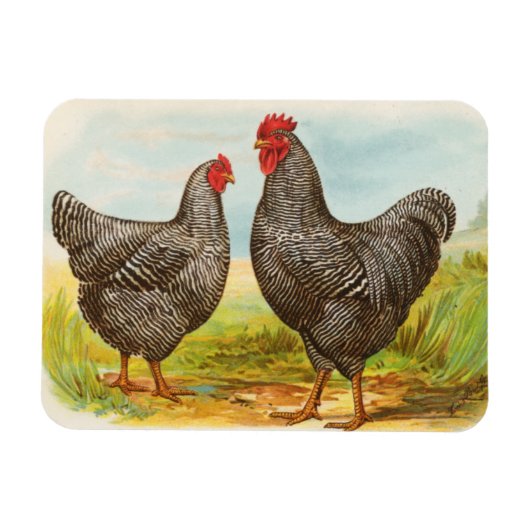 gebarsten Plymouth Rock Chickens Magneet (Horizontaal)