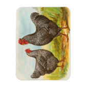 gebarsten Plymouth Rock Chickens Magneet (Verticaal)