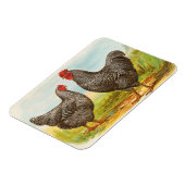 gebarsten Plymouth Rock Chickens Magneet (Linkerzijde)