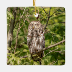 Gebarsten Uil van de Hudsonvallei Keramisch Ornament