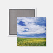 Gebied Canola of Mustard bloemen, Palouse Magneet (Voorkant / Achterkant)
