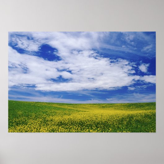 Gebied Canola of Mustard bloemen, Palouse Poster (Voorkant)
