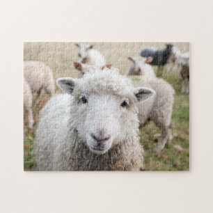 Gebied Gebied Natuur geitenschaap Wilde Levensdier Legpuzzel