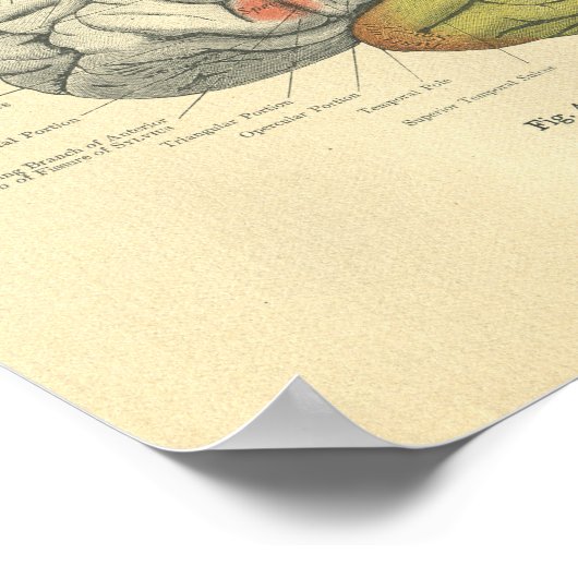  gebied met sensorische sensoren voor de anatomisc poster (Hoek)