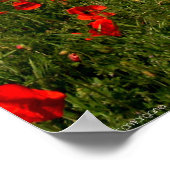 Gebied papaver II Poster (Hoek)