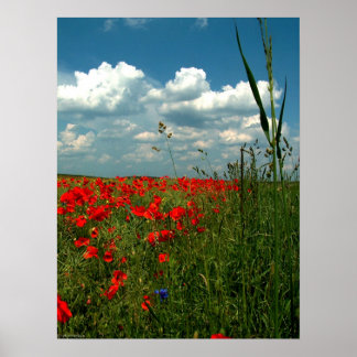 Gebied papaver II Poster