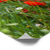 Gebied rode papaver poster (Hoek)