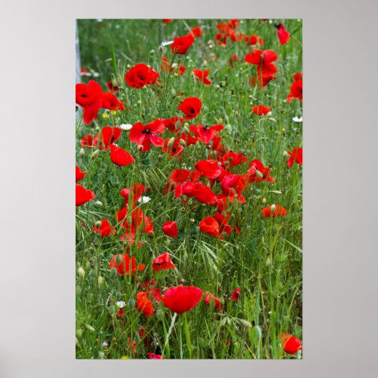 Gebied rode papaver poster (Voorkant)