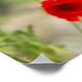Gebied rode papaver poster (Hoek)